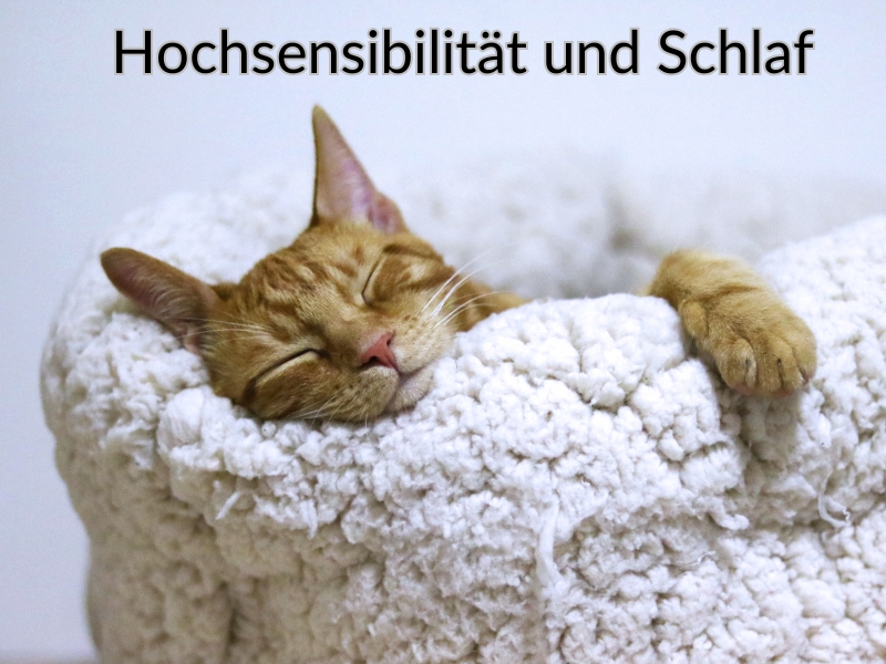 Schlafende Katze als Illlustration von "Hochsensibilität und Schlaf"